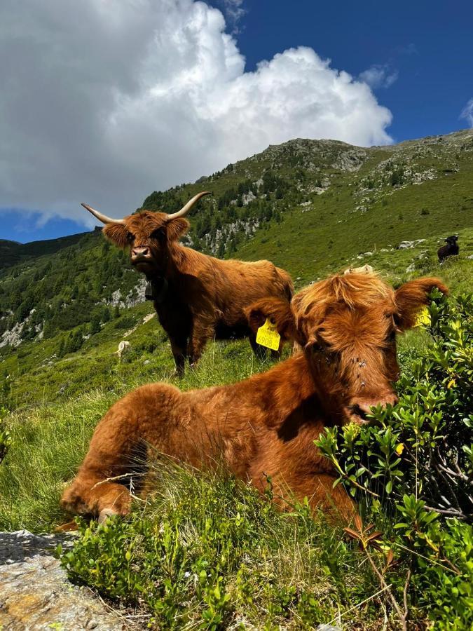 Die Acherberg Alm Oetz Εξωτερικό φωτογραφία